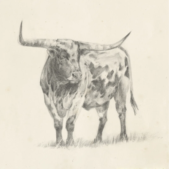 Longhorn Steer Sketch II by Ethan Harper - Wrapped Canvas Drawing