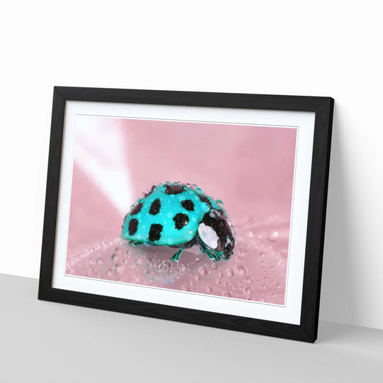 'Blue Ladybird' Framed Photographic Print