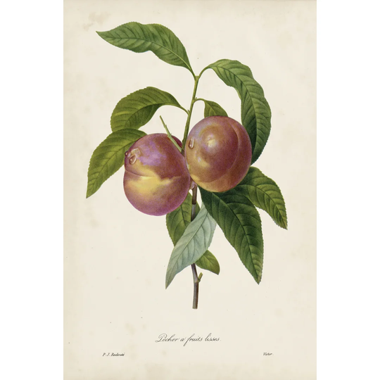 Redoute's Fruit II by Pierre Redoute - Wrapped Canvas Painting