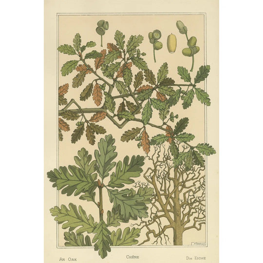 Oak Tree - Wrapped Canvas Graphic Art