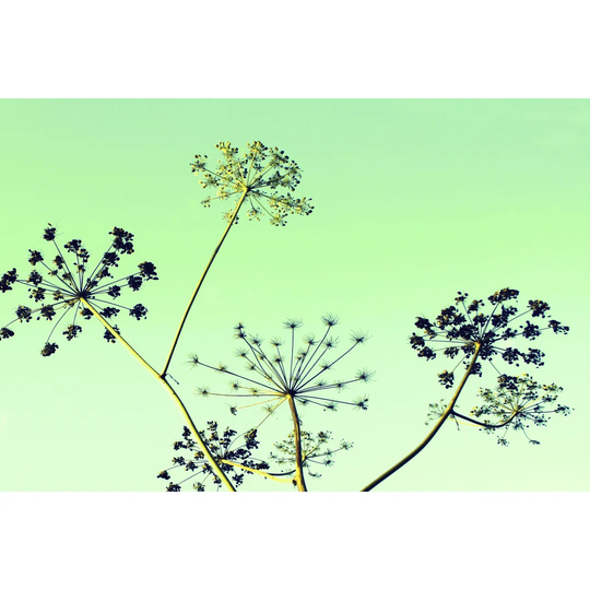 Cow Parsley II by Lillian Bell - Wrapped Canvas Art Prints