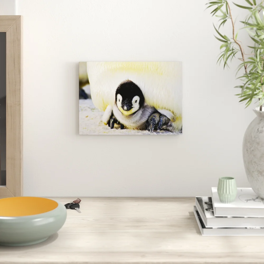 'Baby Penguin' Photographic Print