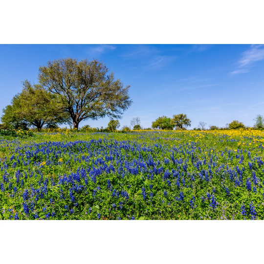 Field Blanketed With A Variety Of Texas Wildflowers.