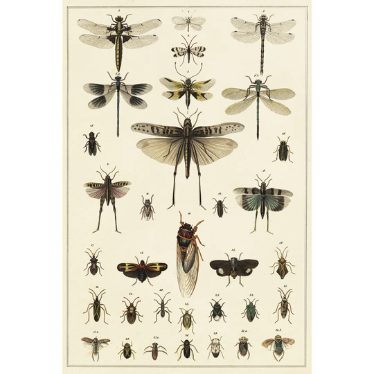 Dragonfly Display