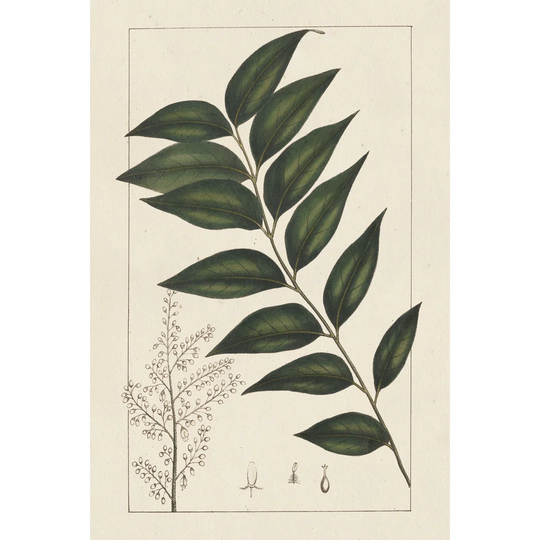 Silva Leaves III - Wrapped Canvas Graphic Art