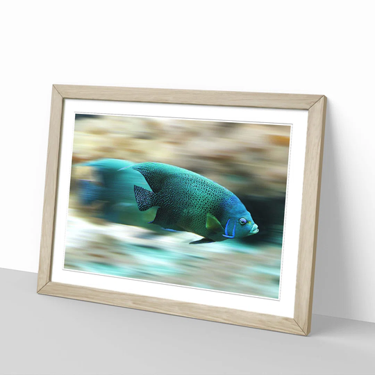 'Blue Fish' Framed Photographic Print
