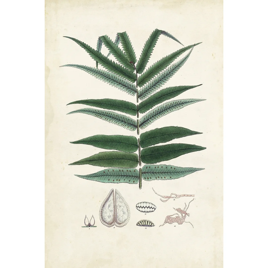 Collected Ferns IX - Wrapped Canvas Painting
