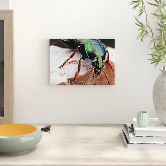 'Beetle Insect' Photographic Print