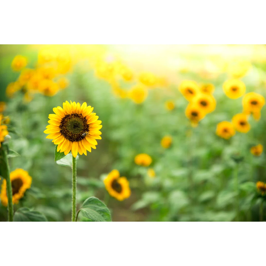Field Of Blooming Sunflowers, Summer