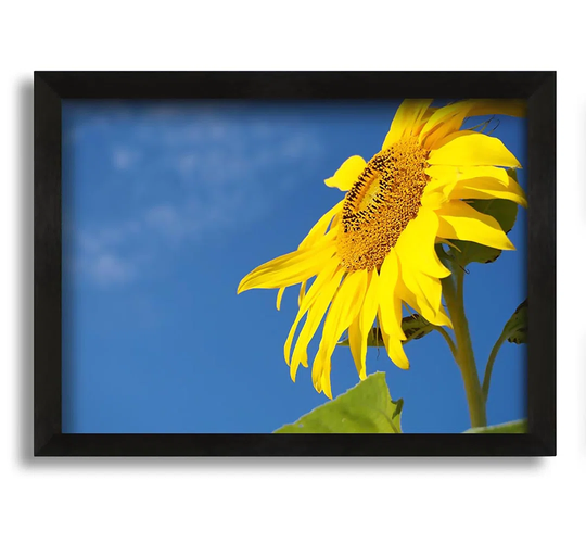 Yellow Sunflower Standing above the Rest - Picture Frame Photograph on Canvas